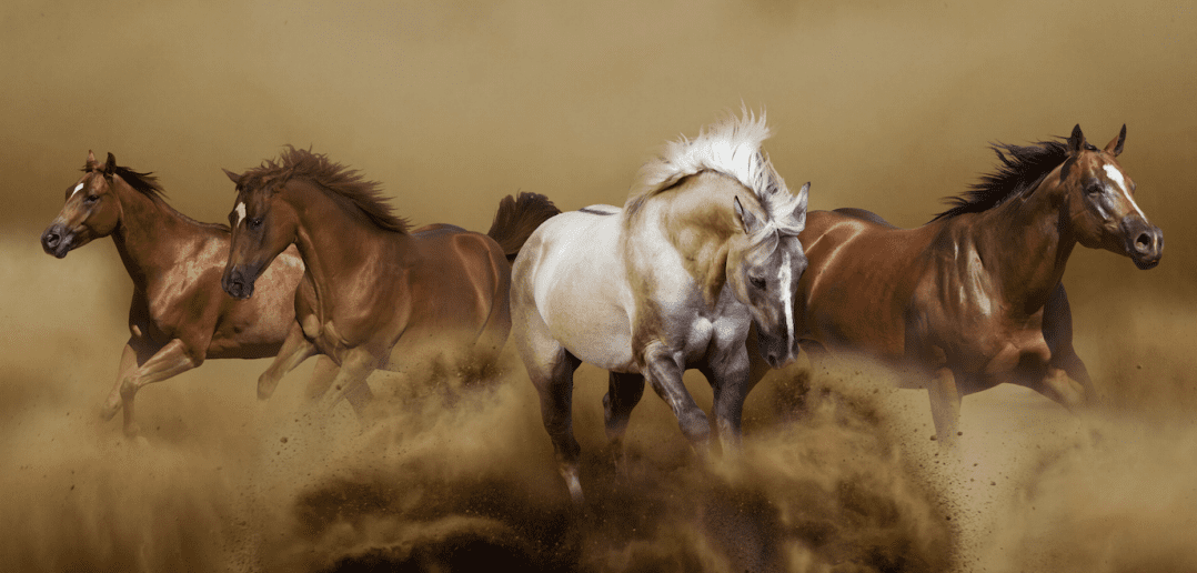 Wild horses © Shutterstock